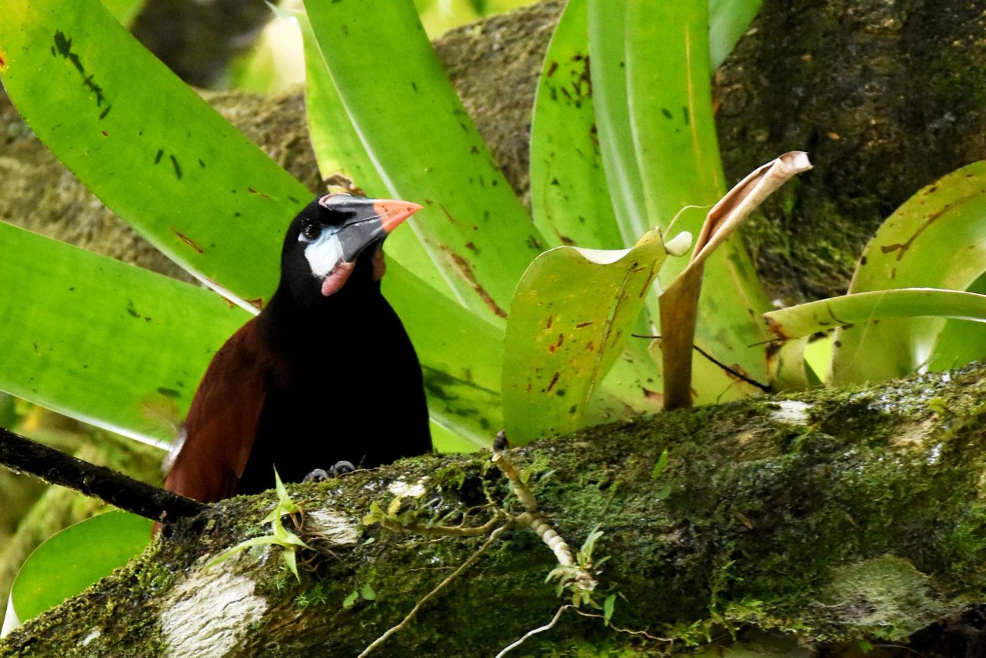 Hotel Arenal Country Inn La Fortuna Екстериор снимка